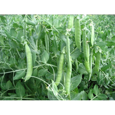Семена - Горох Преладо, Syngenta (Голландия), 20 шт.