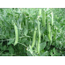 Семена - Горох Преладо, Syngenta (Голландия), 20 шт.