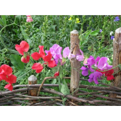 Насіння - Запашний горошок Формула кохання, 0,5 г.