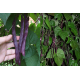 Семена - Эконом пак. - Фасоль Блаухильде, спаржевая, 15 г.