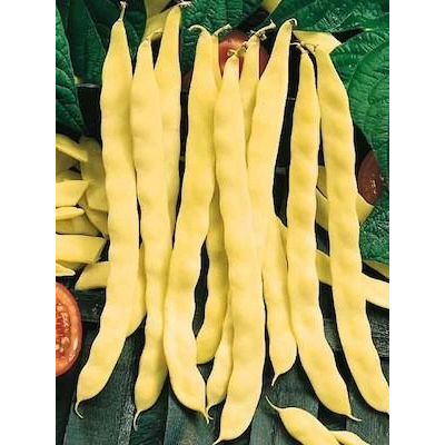 Семена - Фасоль Марвел ди Венеция, кустовая, 10 г.