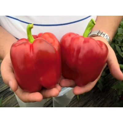 Семена - Перец сл. Квадрато ди Карманьола, 30 шт.