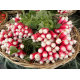 Насіння - Економ пак. - Редиска 18 днів, 15 г.