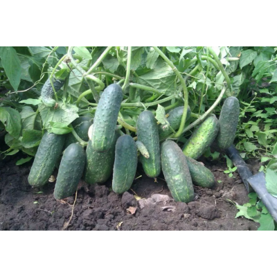 Насіння - Огірок Кущовий дар, 1 г.