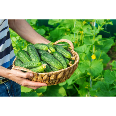 Семена - Огурец Кустовой корнишон, 1 г.