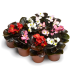 Семена - Бегония Бада Бум F1, смесь, вечноцветущая, Syngenta Flowers (Нидерланды), 20 шт.