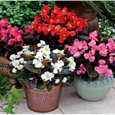Семена - Бегония Бада Бум F1, смесь, вечноцветущая, Syngenta Flowers (Нидерланды), 20 шт.
