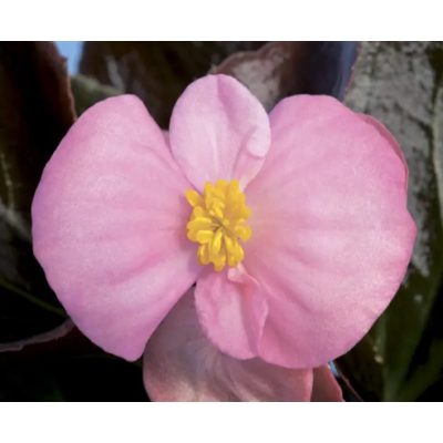 Семена - Бегония Бада Бум F1, смесь, вечноцветущая, Syngenta Flowers (Нидерланды), 20 шт.