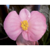Семена - Бегония Бада Бум F1, смесь, вечноцветущая, Syngenta Flowers (Нидерланды), 20 шт.