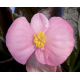 Насіння - Бегонія Бада Бум F1, суміш, вічноквітуча, Syngenta Flowers (Нідерланди), 20 шт.