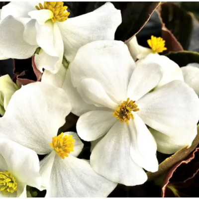 Семена - Бегония Бада Бум F1, смесь, вечноцветущая, Syngenta Flowers (Нидерланды), 20 шт.