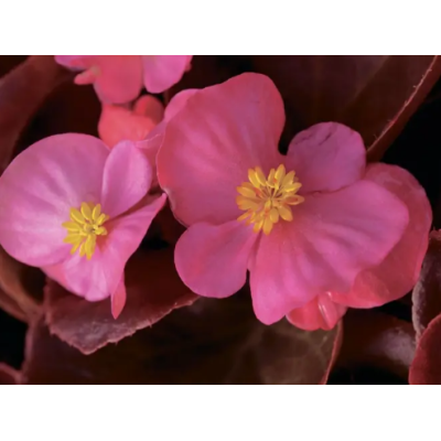 Семена - Бегония Бада Бум F1, смесь, вечноцветущая, Syngenta Flowers (Нидерланды), 20 шт.
