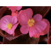 Семена - Бегония Бада Бум F1, смесь, вечноцветущая, Syngenta Flowers (Нидерланды), 20 шт.