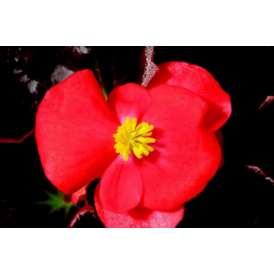 Семена - Бегония Бада Бум F1, смесь, вечноцветущая, Syngenta Flowers (Нидерланды), 20 шт.