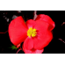 Семена - Бегония Бада Бум F1, смесь, вечноцветущая, Syngenta Flowers (Нидерланды), 20 шт.