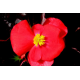 Насіння - Бегонія Бада Бум F1, суміш, вічноквітуча, Syngenta Flowers (Нідерланди), 20 шт.