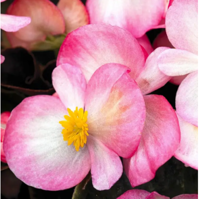 Семена - Бегония Бада Бум F1, смесь, вечноцветущая, Syngenta Flowers (Нидерланды), 20 шт.