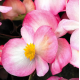 Насіння - Бегонія Бада Бум F1, суміш, вічноквітуча, Syngenta Flowers (Нідерланди), 20 шт.