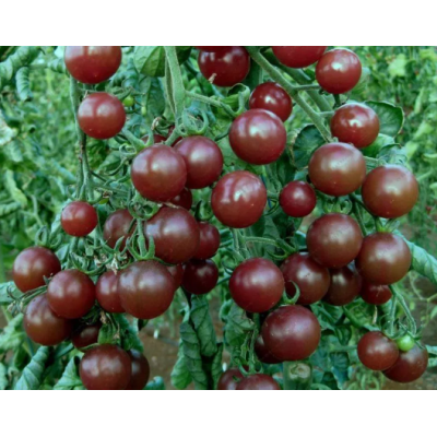 Семена - Томат Блэк черри, 0,1 г.