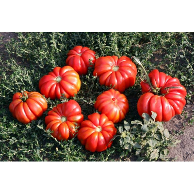 Насіння - Томат Грибний кошик, 0,15 г.