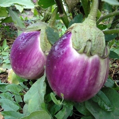 Семена - Баклажан Роза Бьянка из Катании, 30 шт.