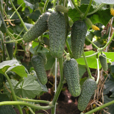 Семена - Эконом пак. - Огурец Кустовой корнишон, 5 г.