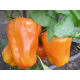 Насіння - Перець сол. Бугай, 0,3 г.