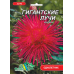 Семена - Астра Гигантские лучи, красная // 0,3 г.