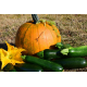 Насіння - Гарбуз Мозоліївський, 2 г.