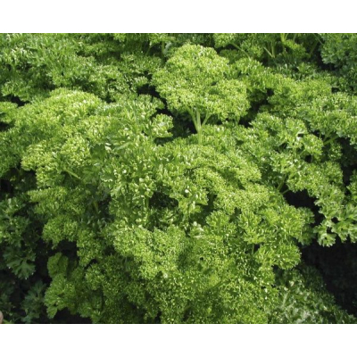 Насіння - Петрушка Каліто, кучерява, Clause (Франція), 1 г.