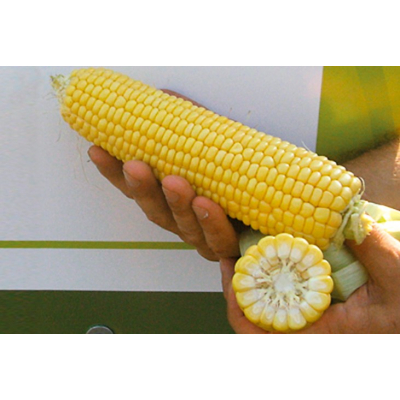 Насіння - Кукурудза Спіріт F1, Syngenta (Голландія), 20 шт.