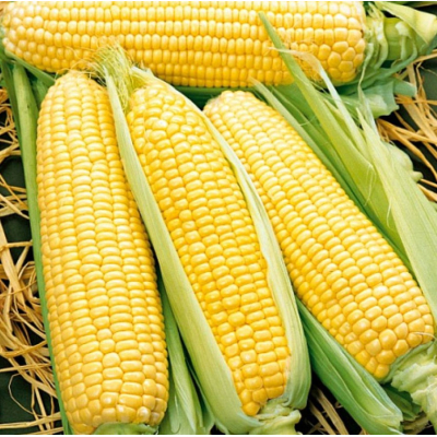 Насіння - Кукурудза Спіріт F1, Syngenta (Голландія), 20 шт.