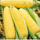Семена - Кукуруза Спирит F1, Syngenta (Голландия), 20 шт.