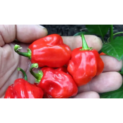 Семена - Перец острый Красная Доминика, 10 шт.