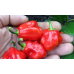 Семена - Перец острый Красная Доминика, 10 шт.