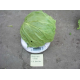 Семена - Капуста б/к Голдэн бол F1, NongWoo Bio (Корея), 20 шт.