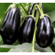 Семена - Баклажан Гордита F1, United Genetics (Италия), 30 шт