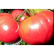 Семена - Томат Гулливер, 0,1 г.