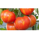 Семена - Томат Амурский тигр, 0,1 г.