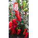 Семена - Перец сл. Красный великан, 0,25 г.