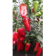 Насіння - Перець сол. Червоний велетень, 0,25 г.