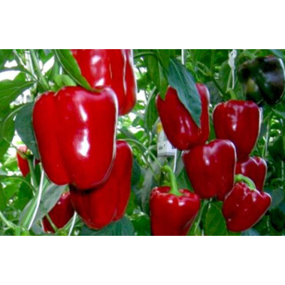 Семена - Перец сл. Асти красный, 0,25 г.