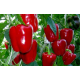 Семена - Перец сл. Асти красный, 0,25 г.
