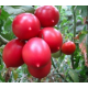 Семена - Томат Оливия F1, United Genetics (Италия), 10 шт