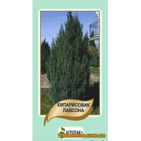 Насіння - КІПАРИСОВИК ЛАВСОНА, 0,1 г.