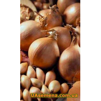 Лук-севок Radar (Радар (Рейдер) 8/21, 200 г.