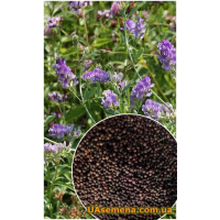 Семена - ЛЮЦЕРНА НАДЕЖДА, 1 кг Семена - ЛЮЦЕРНА НАДЕЖДА, 1 кг