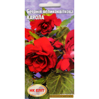 Насіння - БЕГОНІЯ Крупноквіткова КАРОЛА, 10 шт.