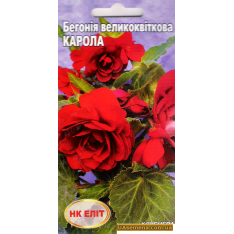 Насіння - БЕГОНІЯ Крупноквіткова КАРОЛА, 10 шт.