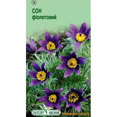 Семена - ПРОСТРЕЛ Обыкновенный ФИОЛЕТОВЫЙ, 0,05 г.